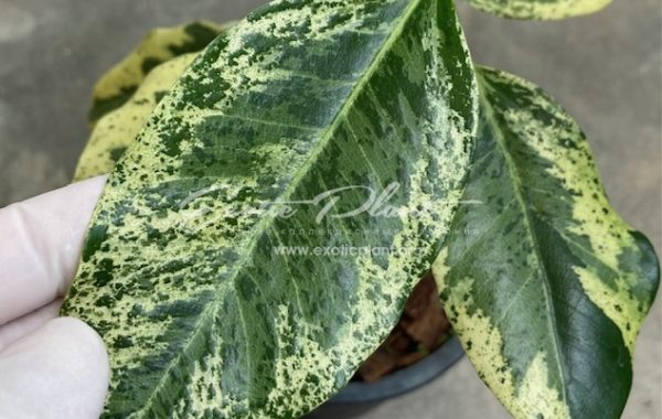 ficus sp (P2) variegated = Ficus Krai variegated (S) / фикус сп (Р2) вариегатный  35