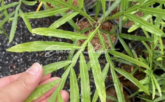 Filicium decipiens (Japanese Fern Tree) 35