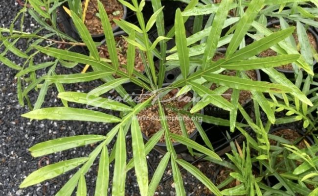 Filicium decipiens (Japanese Fern Tree) 35