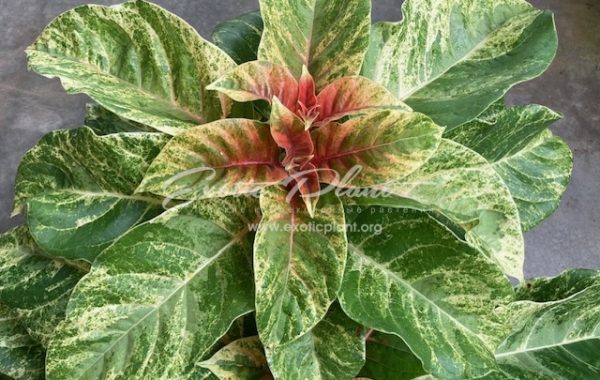 Hymenodictyon orixense variegated (grafted) 65