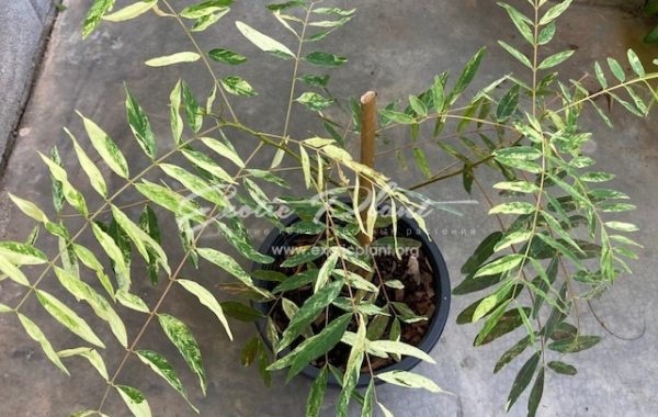 Senna siamea variegated (grafted) 60