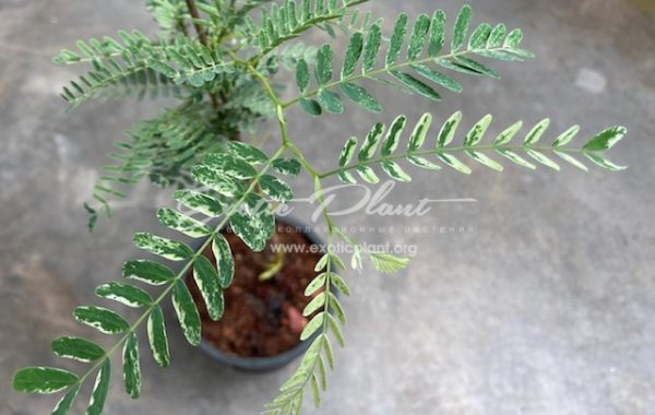 Tamarindus indica (white variegated)(grafted) 65
