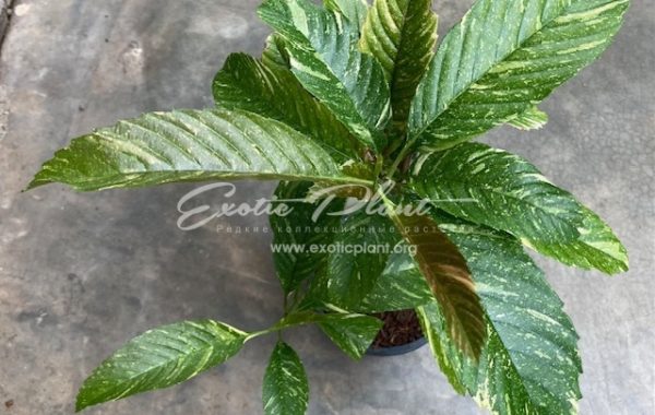 Tetracera loureiri (big leaf) variegated (climbing) 65