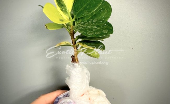 ficus cv Green Island variegated