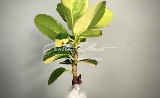 ficus cv Green Island variegated