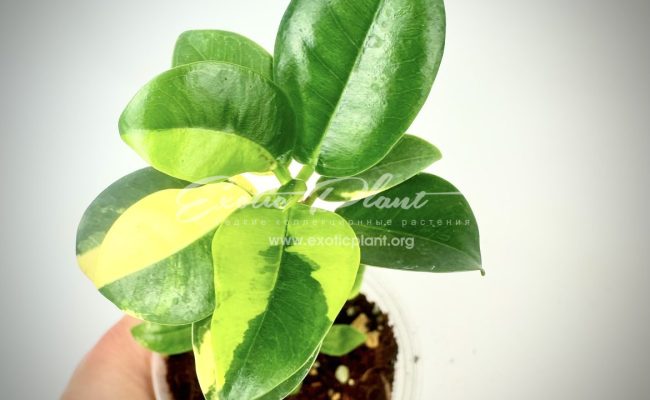 ficus cv Green Island variegated