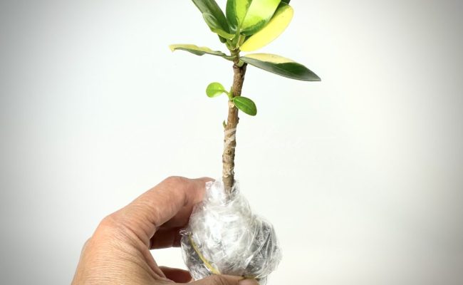 ficus cv Green Island variegated №12