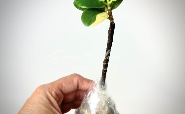 ficus cv Green Island variegated №13