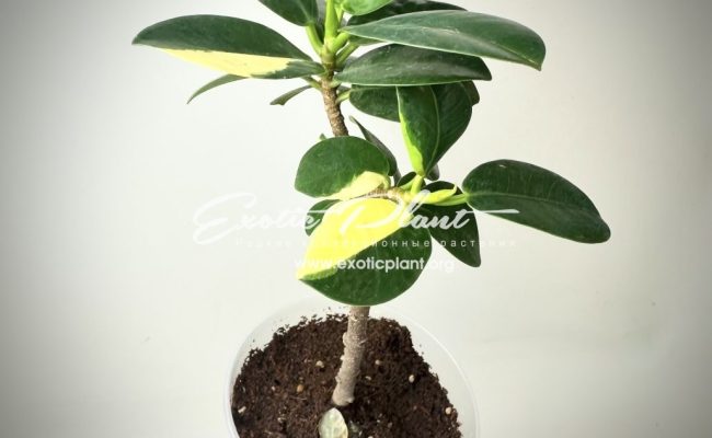 ficus-cv-green-island-variegated-1-