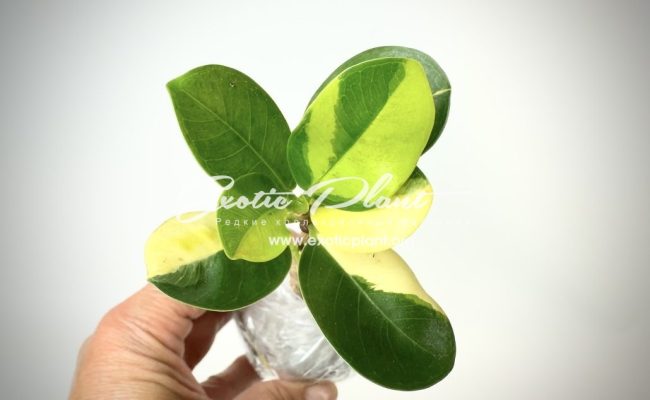 ficus-cv-green-island-variegated-№12