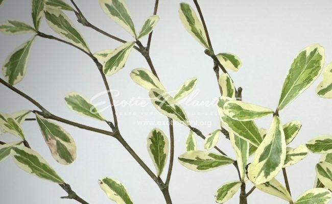 Terminalia ivorensis variegata (grafted)45