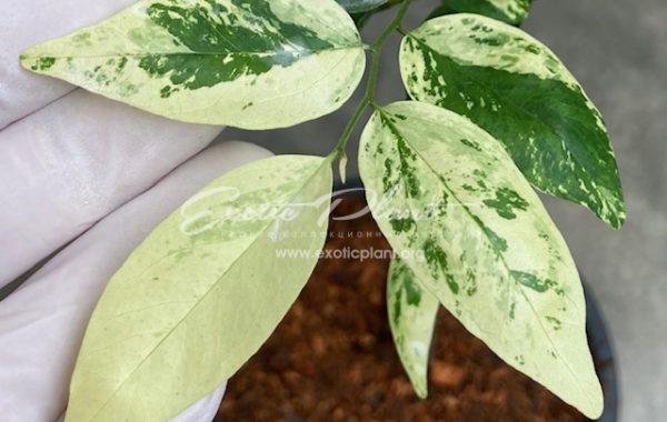 Diospyros mollis (white variegated)(grafted) 65