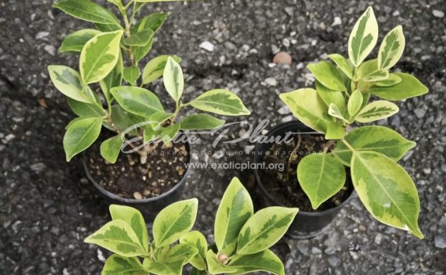 Ficus annulata blume variegated 25