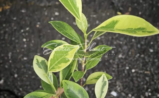 Ficus annulata blume variegated 25