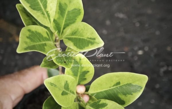 Ficus annulata blume variegated (MF11) 25