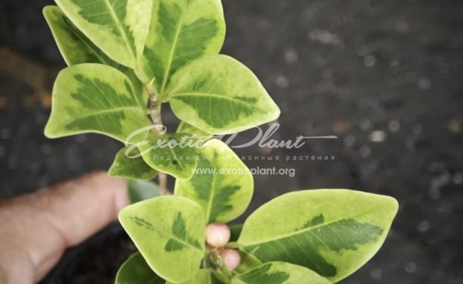 Ficus annulata blume variegated 25