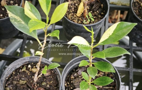 Ficus annulata blume variegated #2 (MF13) 25
