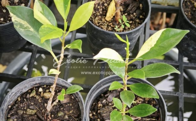 Ficus annulata blume variegated 25