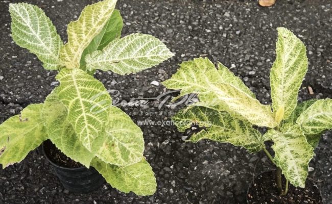 Ficus botryocarpa Miq. Marble 85