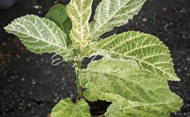 Ficus botryocarpa Miq. Marble 85