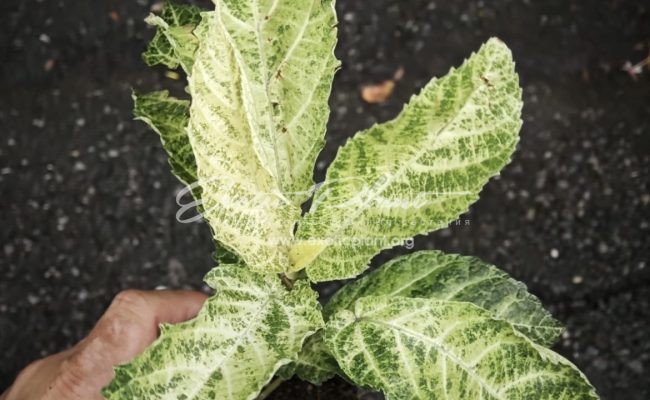 Ficus botryocarpa Miq. Marble 85