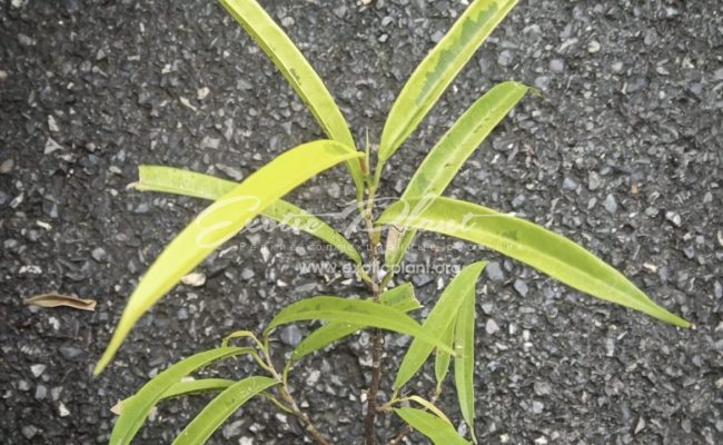 Ficus dracula h 17-20cm 35