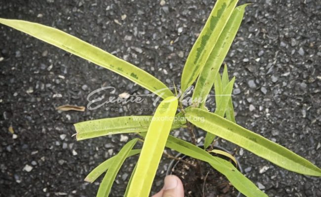 Ficus dracula h 17-20cm 35