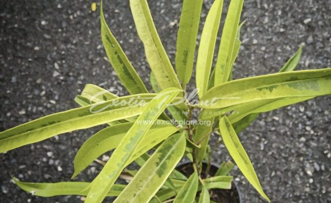 Ficus dracula h 25-30cm 60