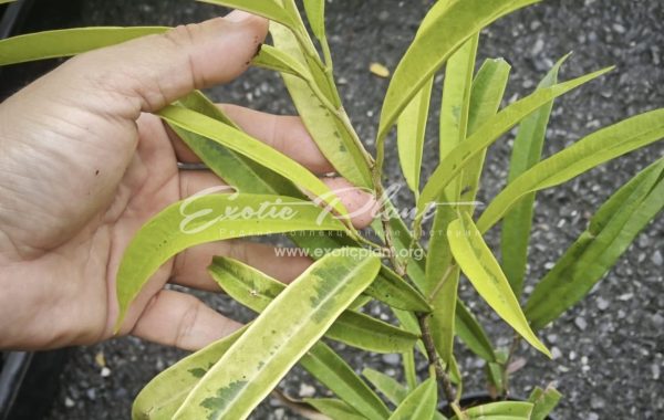 Ficus dracula (MF9)  h 17-20cm 35 h 25-30cm 60