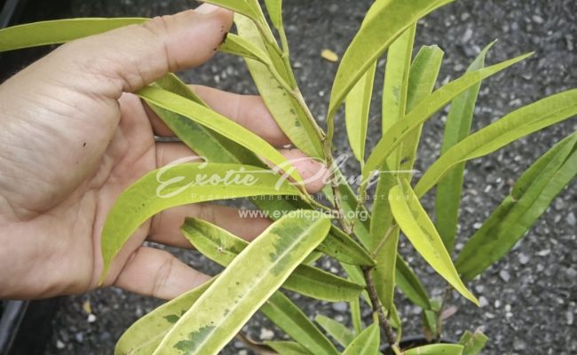 Ficus dracula h 25-30cm 60