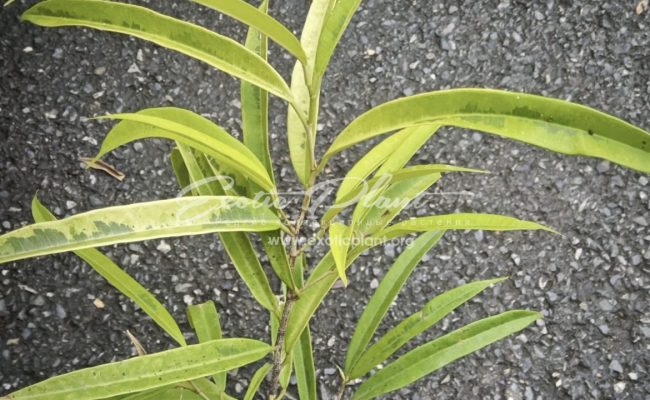 Ficus dracula h 25-30cm 60