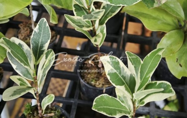 Ficus microcarpa L.f. Sai Tistr (MF8) S 25 M 40