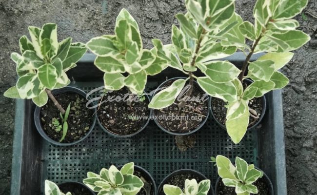 Ficus microcarpa L.f. Sai Tistr S 25 M 40