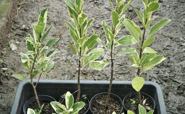 Ficus microcarpa L.f. Sai Tistr S 25 M 40