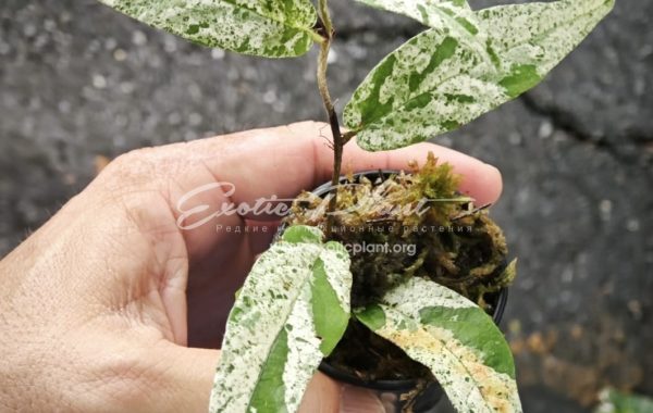 Ficus sagittata variegated (MF7) 40