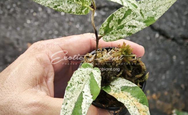 Ficus sagittata variegated 40