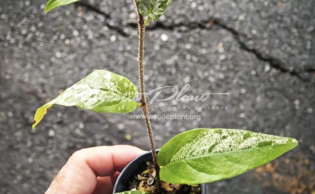 Ficus sagittata variegated 40