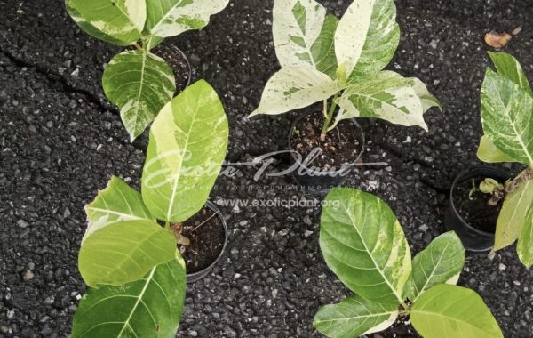 Ficus septica variegated (MF6) H 10-15cm 30