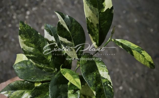 Ficus sp albo 200