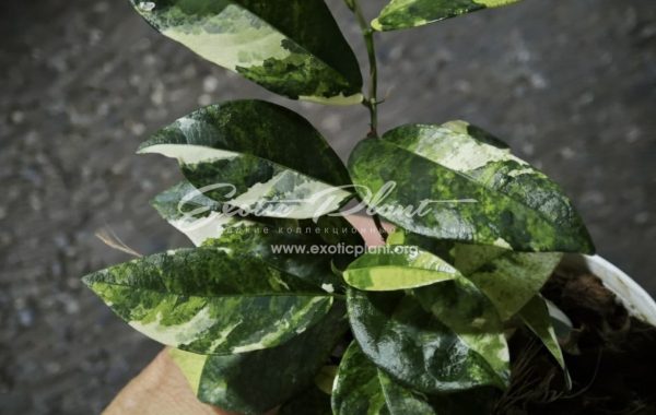 Ficus sp albo (MF5) 200