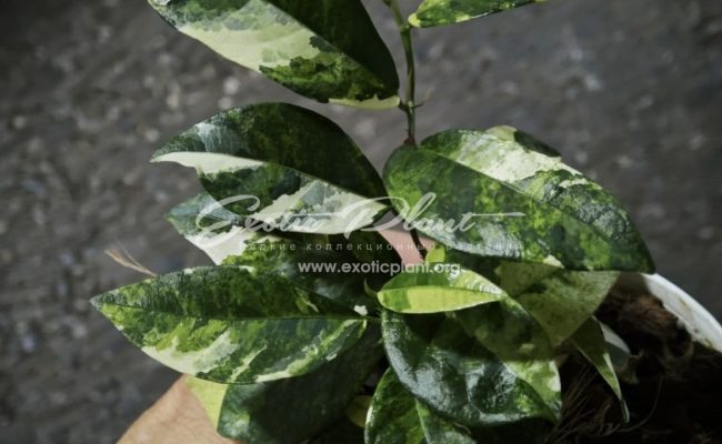 Ficus sp albo 200