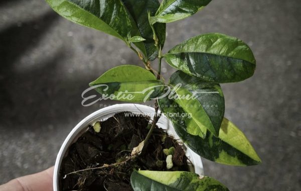 Ficus sp aurea (MF4) 200
