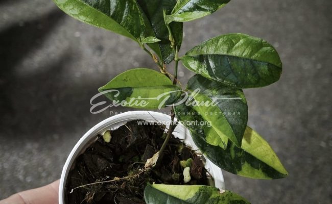 Ficus sp aurea 200