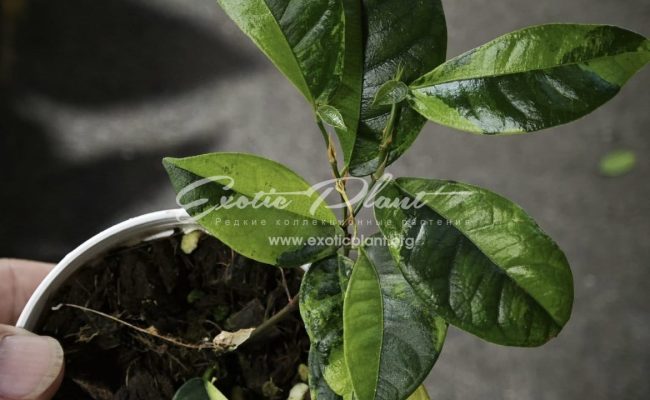Ficus sp aurea 200