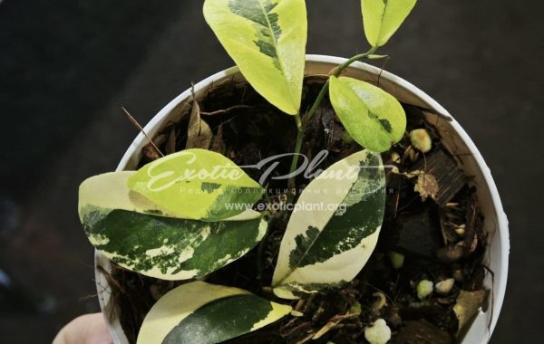 Ficus sp lemon (MF3) 200