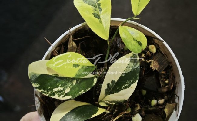 Ficus sp lemon 200