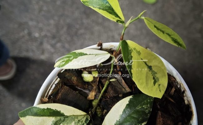 Ficus sp lemon 200