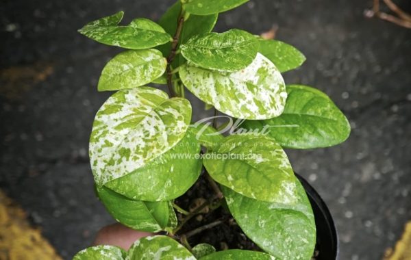 Ficus sp marble (MF2) 35