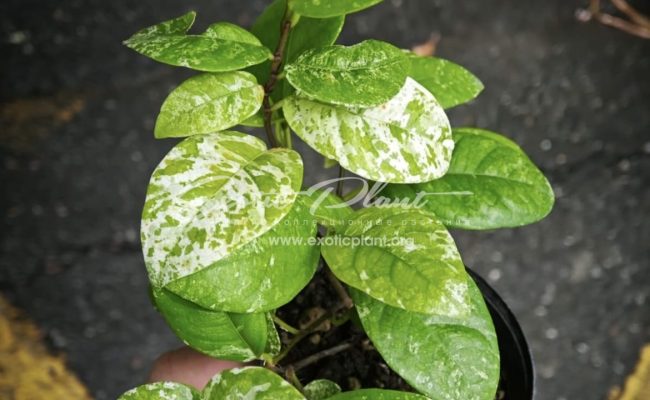 Ficus sp marble 35