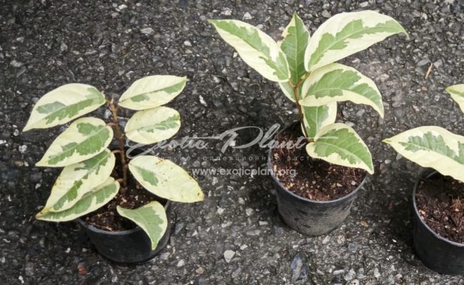 Ficus sp. albo 50